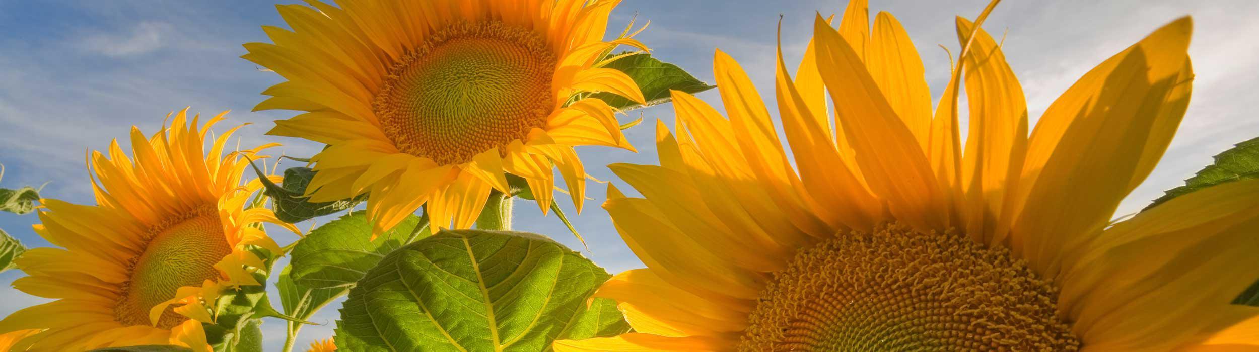 Bright and cheery sunflowers, close up.